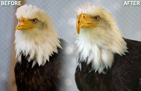 bald-eagle-before-and-after